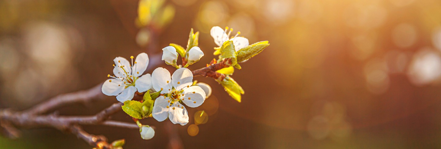 Beautiful white cherry blossom sakura flowers in spring time. inspirational natural floral blooming garden or park. flower art design.
