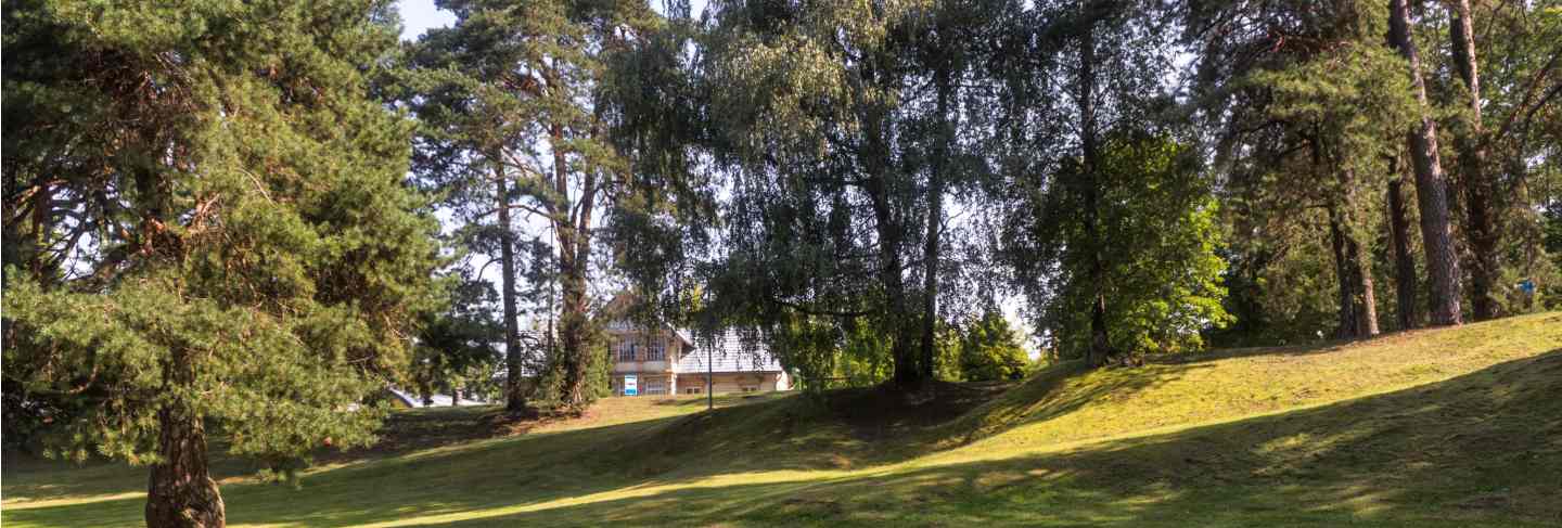 A forest park with large trees
