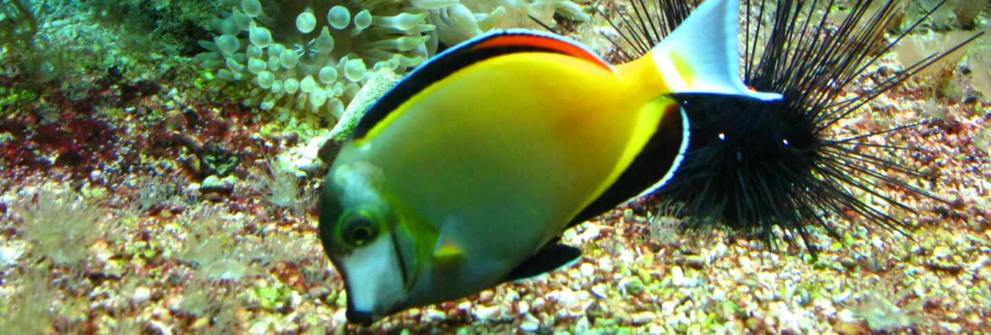 Aquarium in oceanographic museum in mont