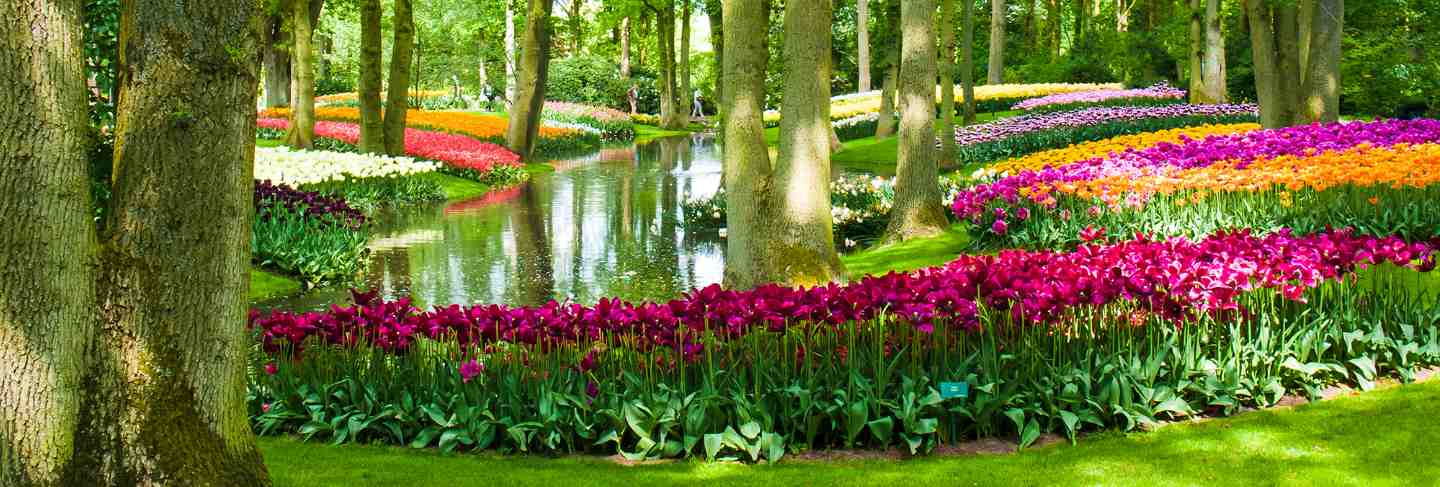 Tulip field in keukenhof gardens, lisse, netherlands
