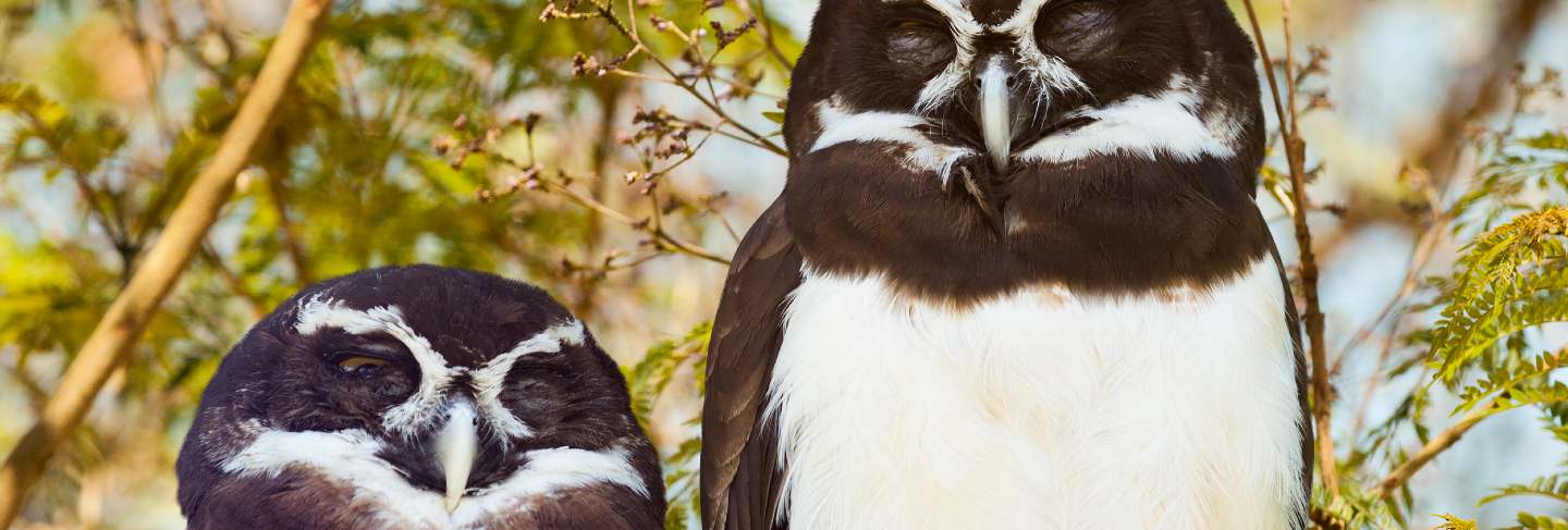 Owls couple
