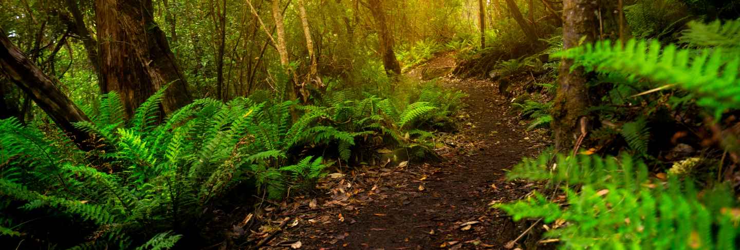 Beautiful rainforest jungle in tasmania, australia
