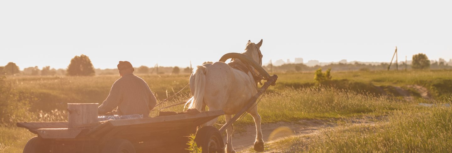 Beautiful white horse harnessed with old wooden cart at meadow. countryside cottage outdoor landscape
