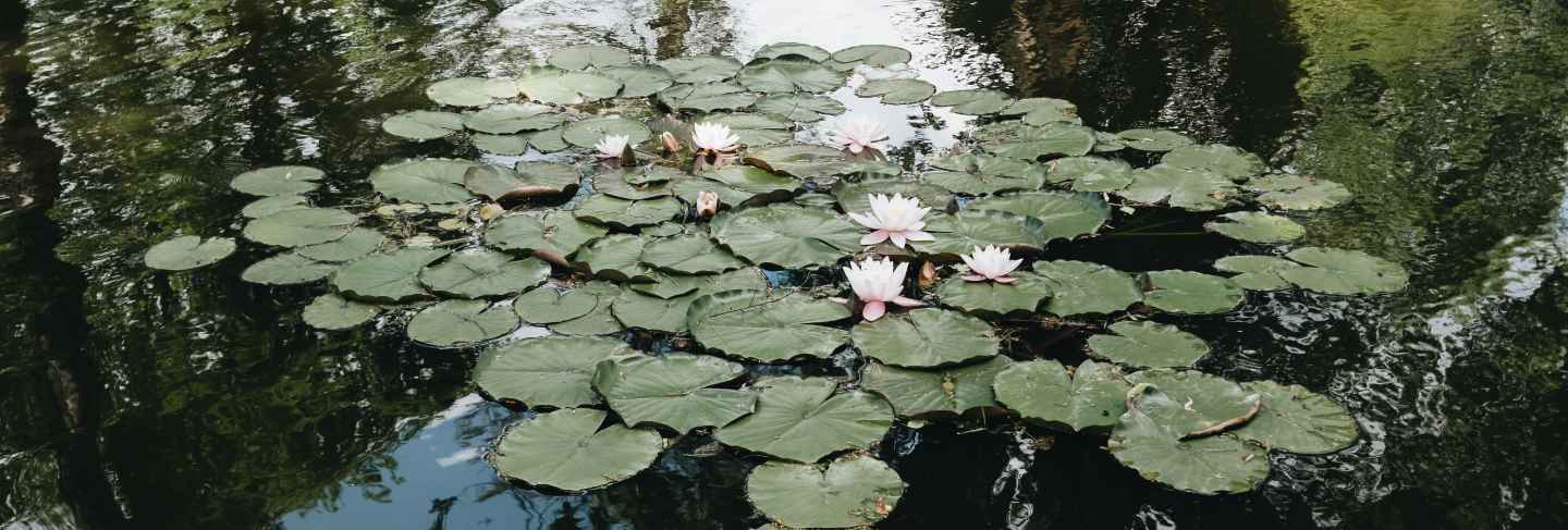 Water lilies on the lake in the dracula castle yard, transilvania
