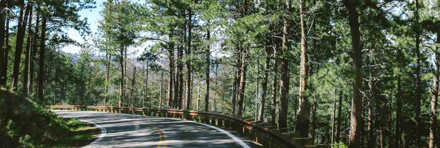 Curvy road in the middle of the forest on a sunny day
