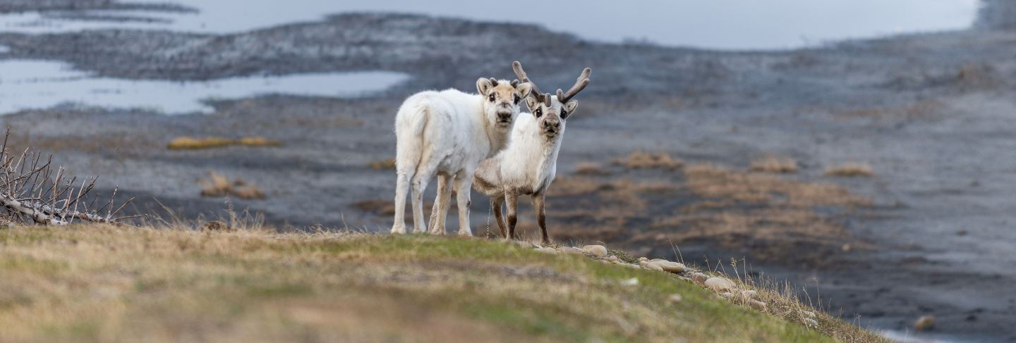 Wild reindeers mother and cub in tundra at summer time 
