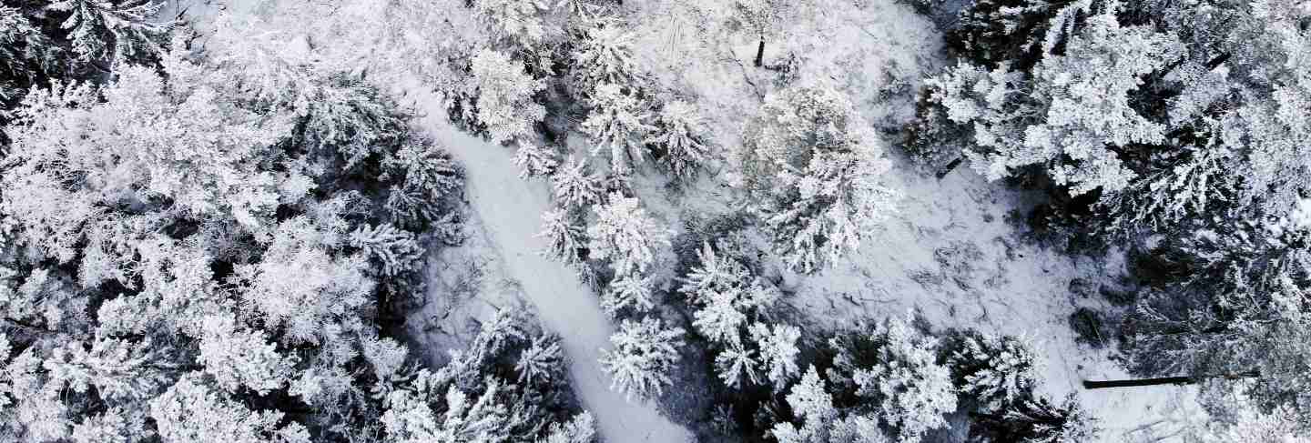 Aerial view of snow covered trees 
