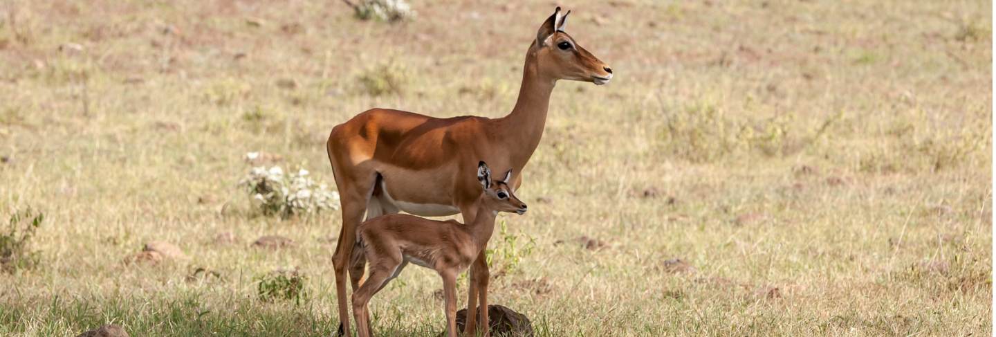 Antelope and her cub in the plains
