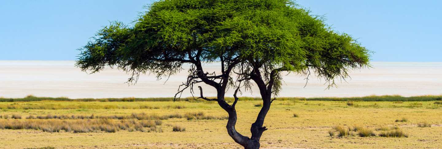 Lonely acacia tree (camelthorn) with blue sky background in etosha national park, namibia. south africa
