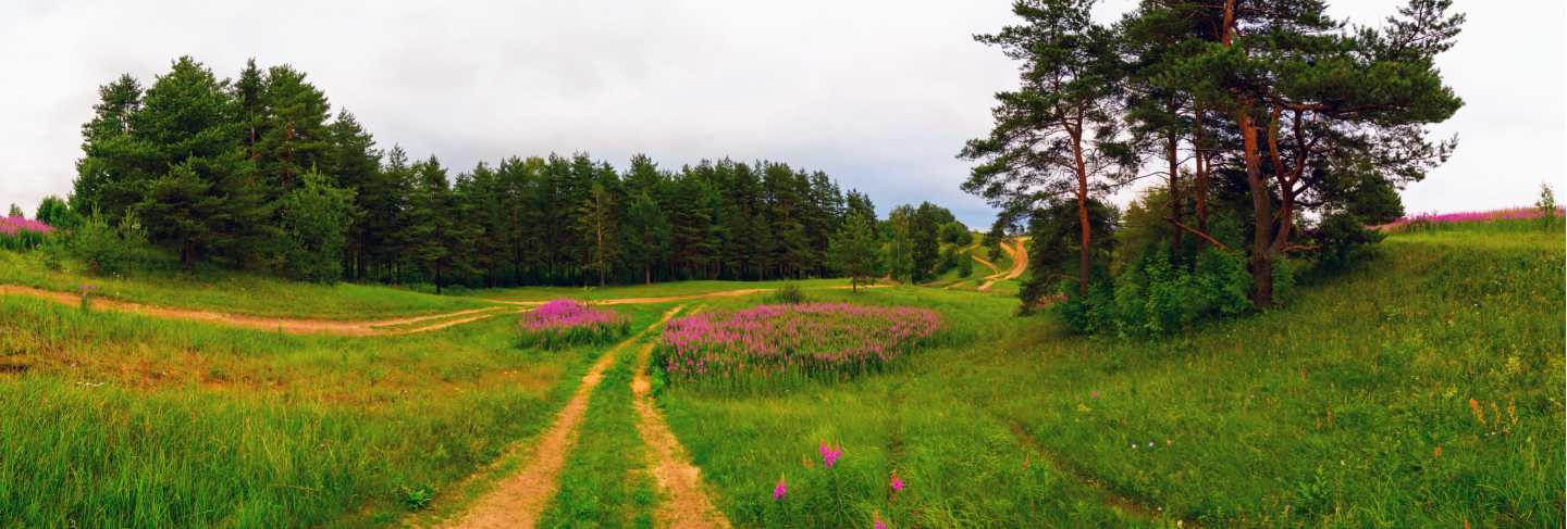 Field road. koltush heights - natural landscape, vsevolozhsky district, leningrad region. Panorama
