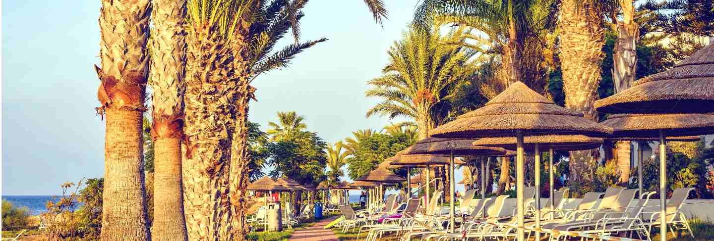 Alley with palm trees in cyprus
