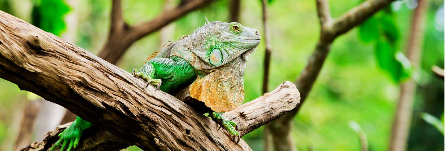 Green iguana
