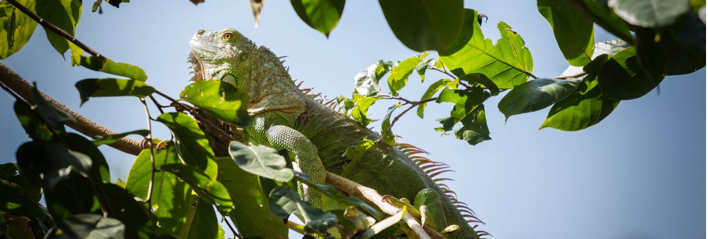 Green iguana on the tree
