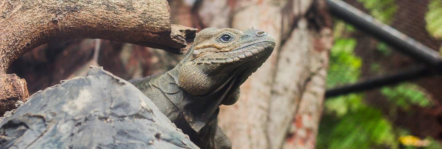 Rhinoceros iguana is a rare wild animal.
