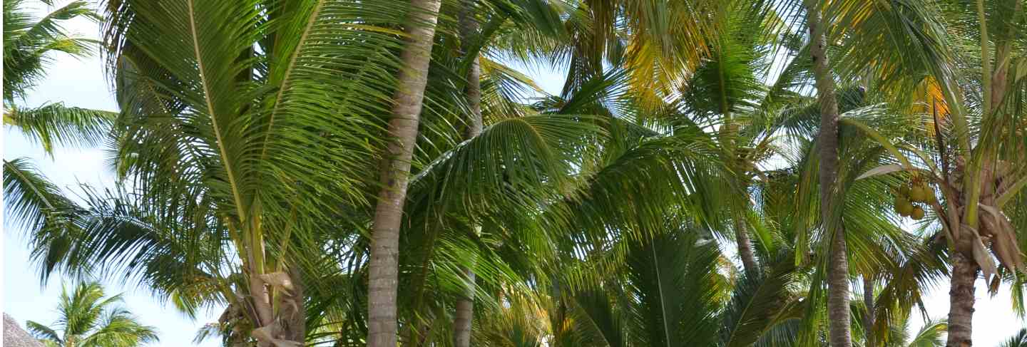 Exotic tropical beach with bungalows between the palm trees
