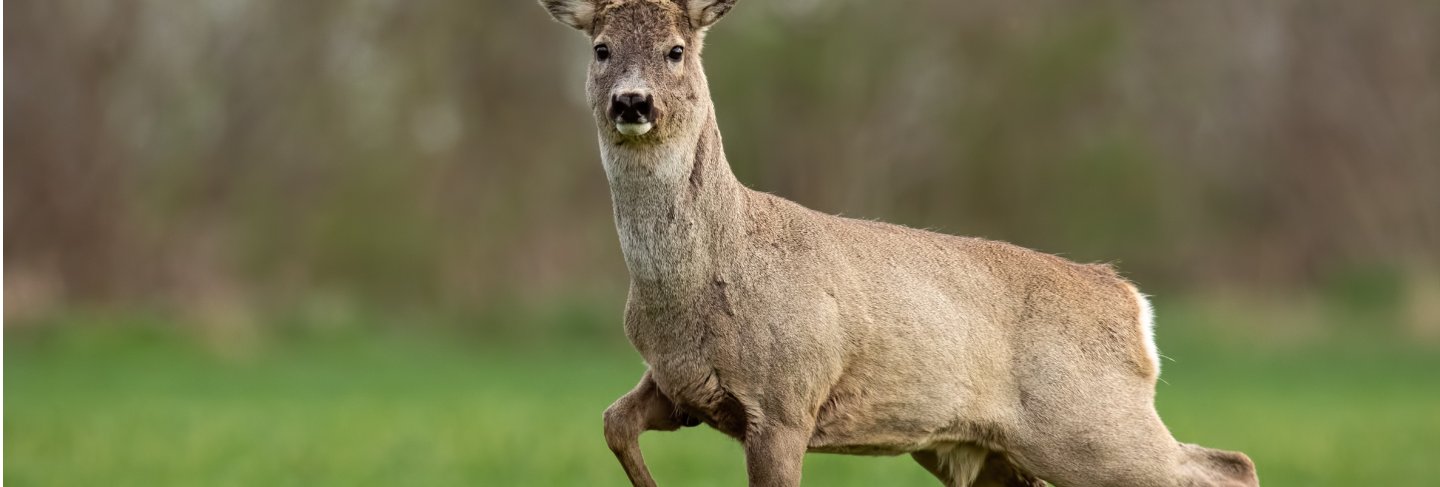 Roe deer buck in spring walking on a field
