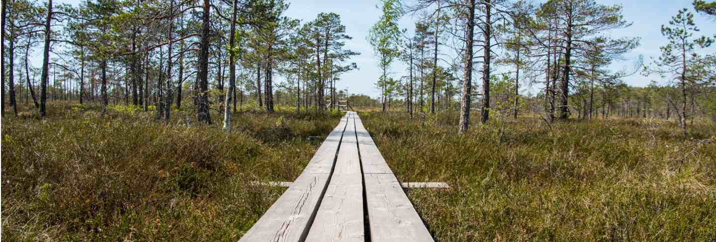 Swamp trail. summer sunny day. kemeri national park nature trail
