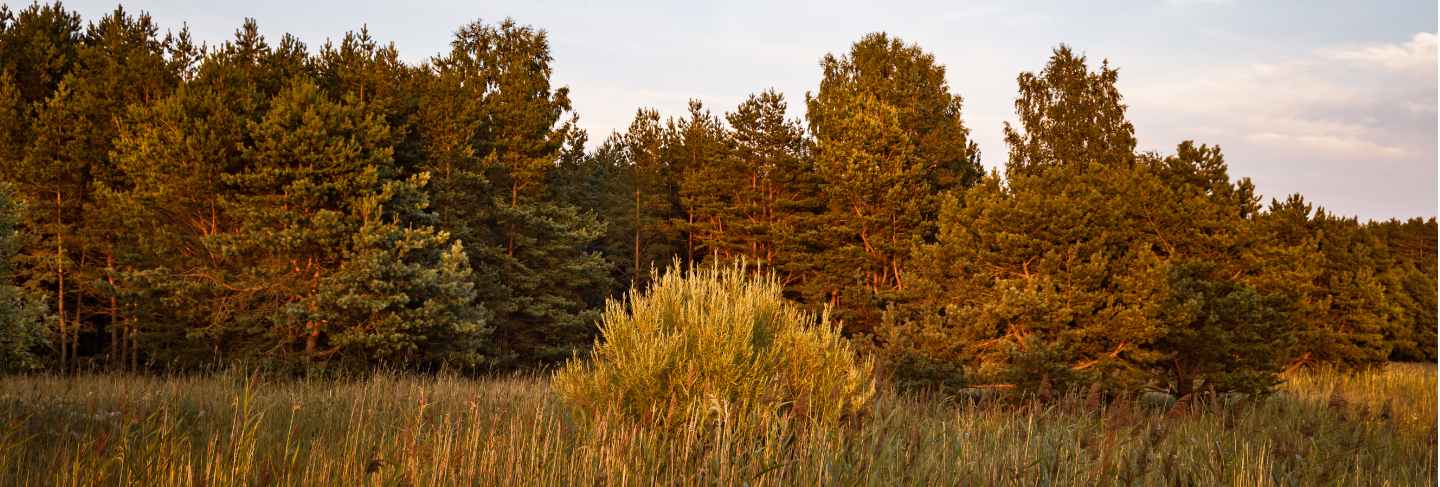 Pines in the rays of the evening sunset
