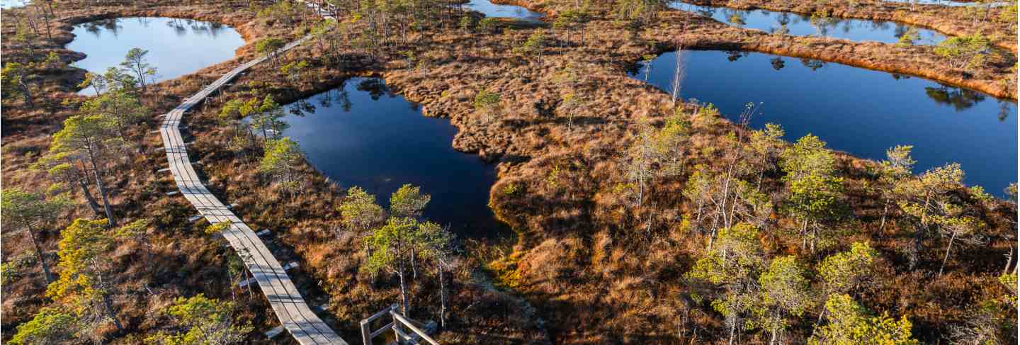 Raised bog in latvia. kemeri national park. Landscape
