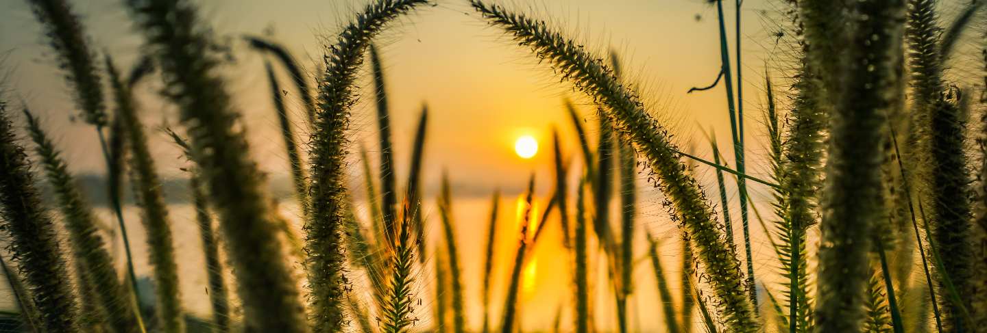 Beautiful scene with wild grass on a sunset.
