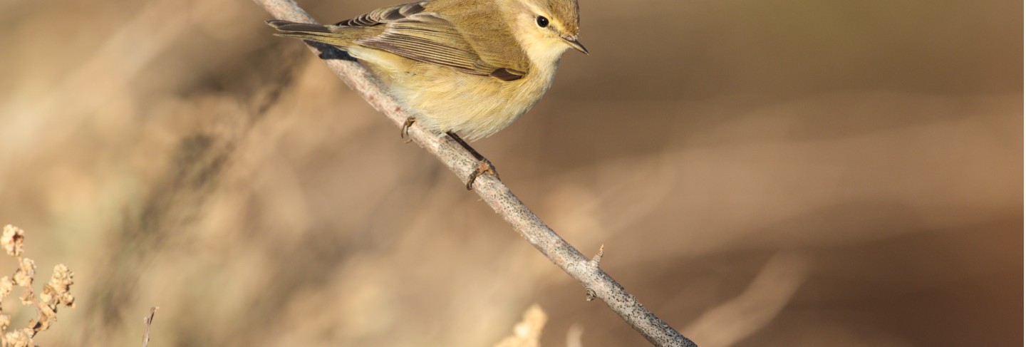 Migrant common chiffchaff phylloscopus collybita, Free Photo
