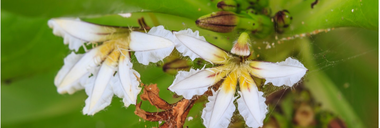 Scaevola sericea flower Premium Photo