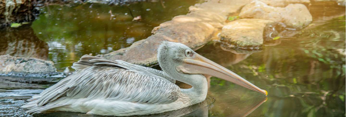 Pink backed pelican on the water in the jungle