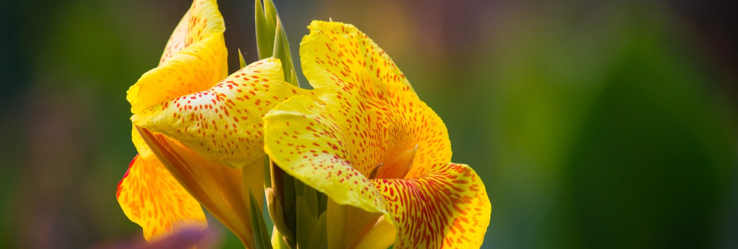 Canna indica flower 
