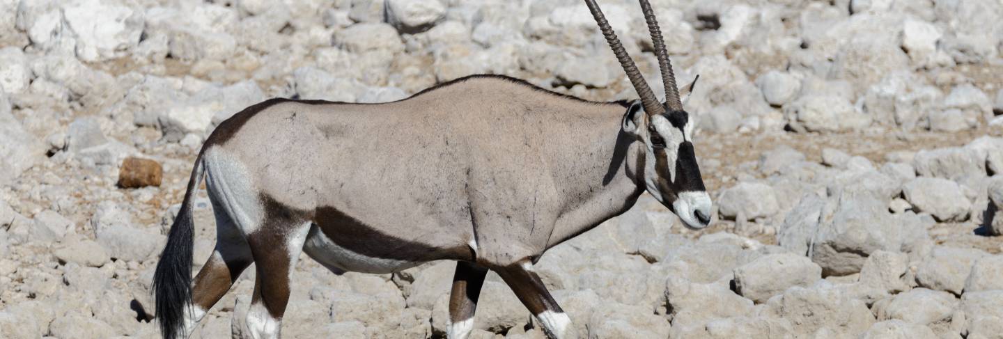 Wild oryx antelope in the african savannah 
