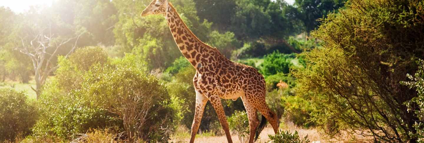 Giraffe in the savanna 
