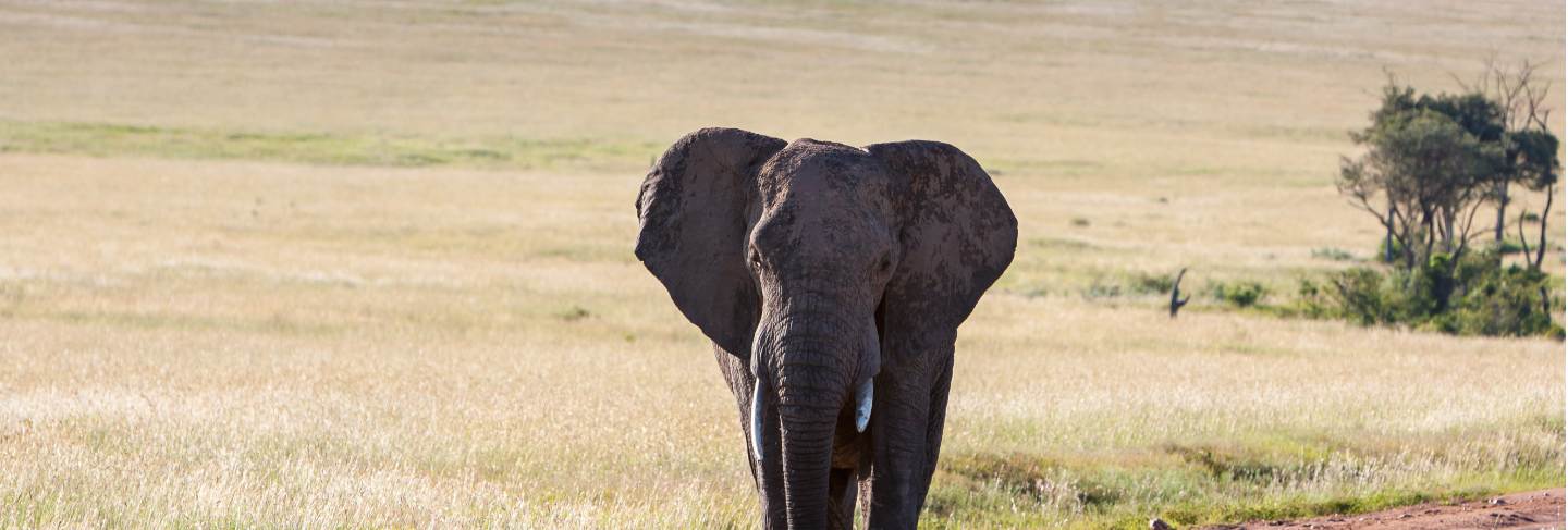 Elephant walking in the savanna
