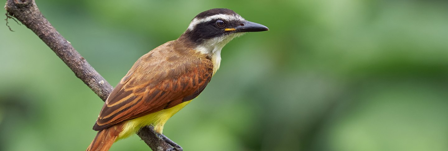 Bird perched on a branch looking for food