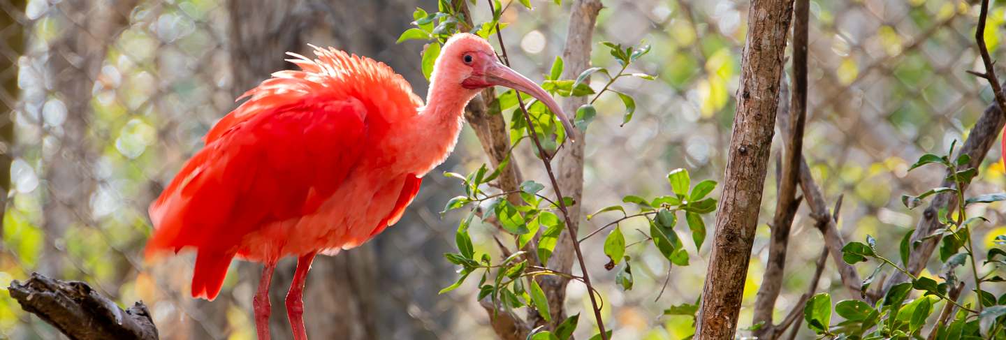 Close-up of the scarlet ibis (eudocimus ruber)