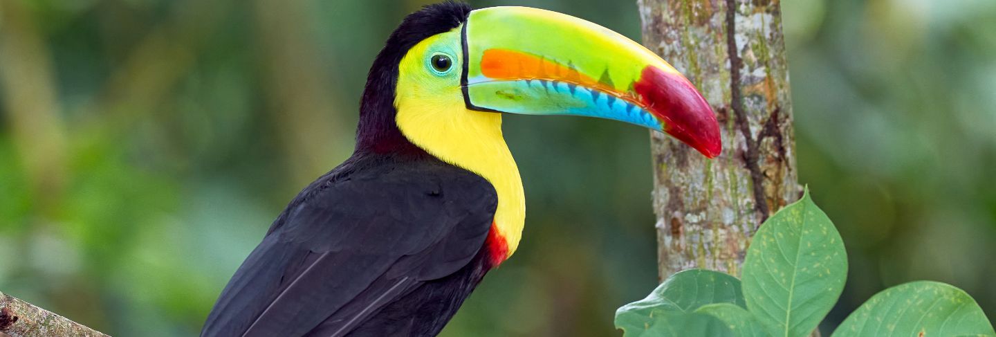 Beautiful and colorful bird perched on a tree