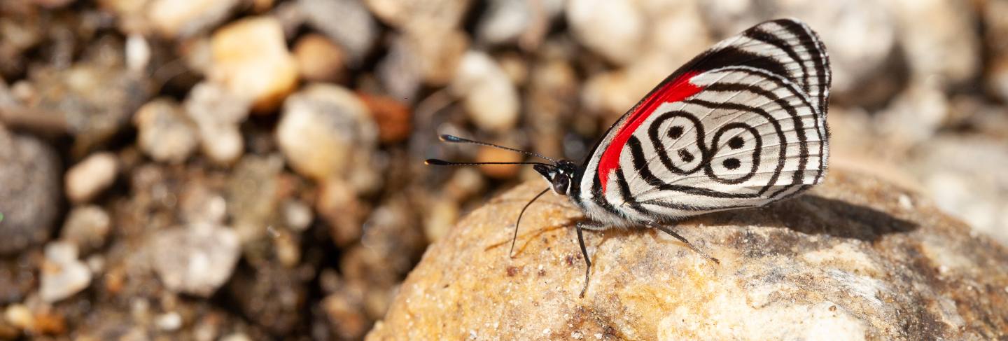 Butterfly diaethria also called 88