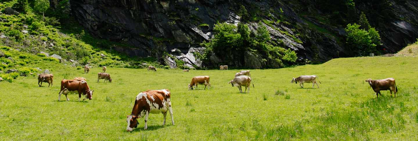 Cows grazing on a green field. cows on the alpine meadows. beautiful alpine