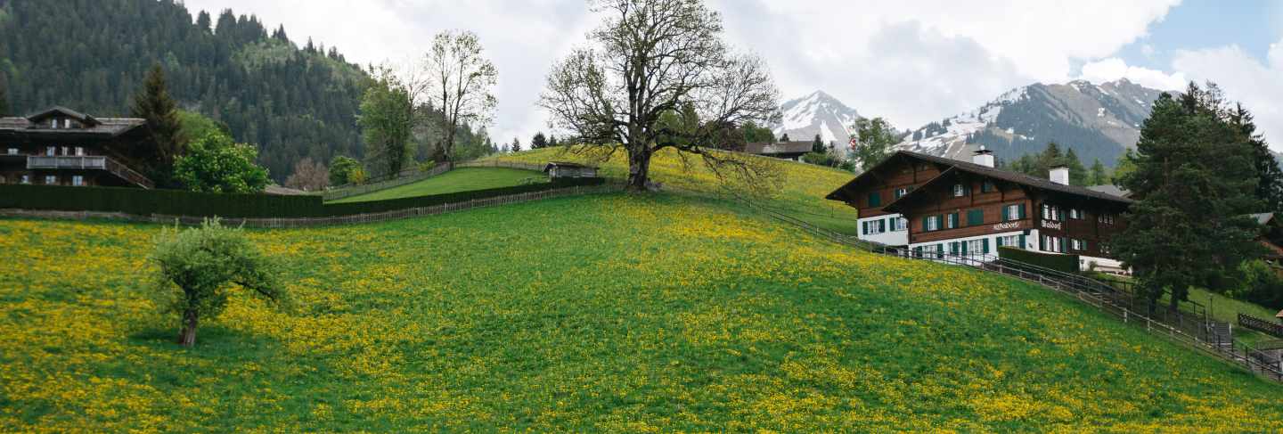 Landscape valley with plenty dandelions on Swiss mountains