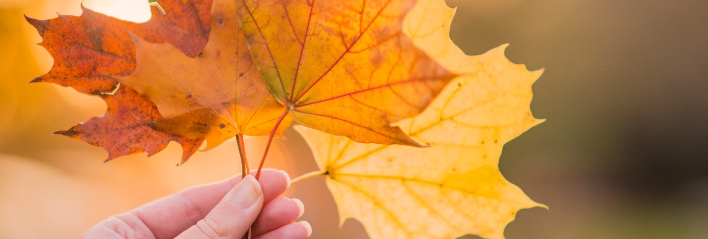 Hand holding yellow maple leaves on autumn sunny background. hand holding yellow maple leaf a blurred autumn trees background.autumn concept.selective focus
