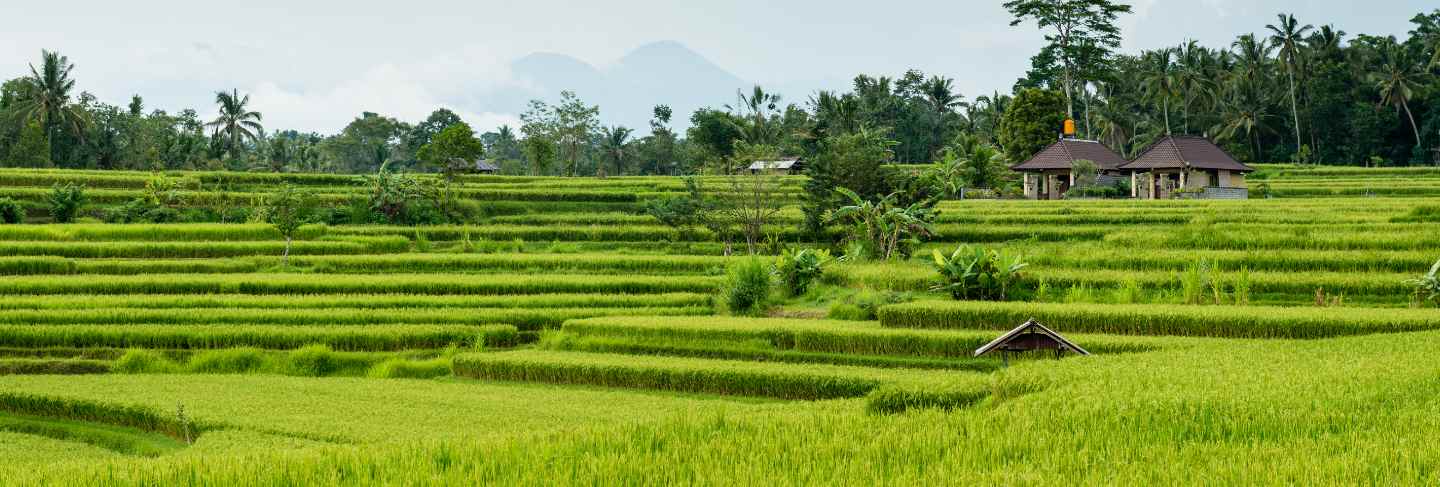 Rice fields in bali
