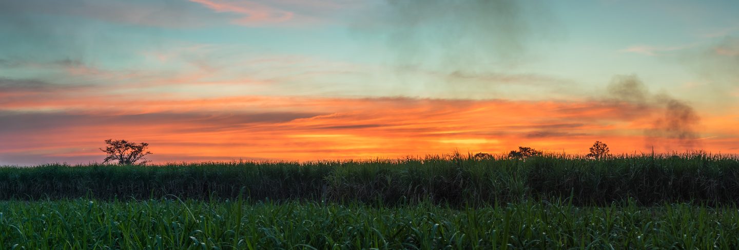 Sugar cane with landscape sunset sky photography nature background
