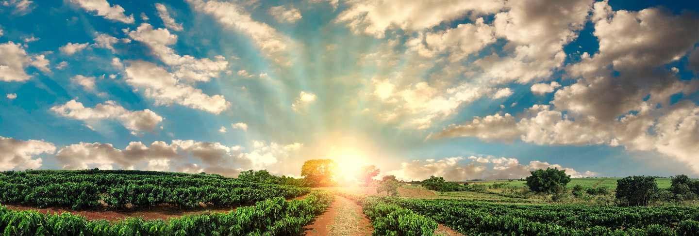 Plantation - sunset at the coffee field landscape 
