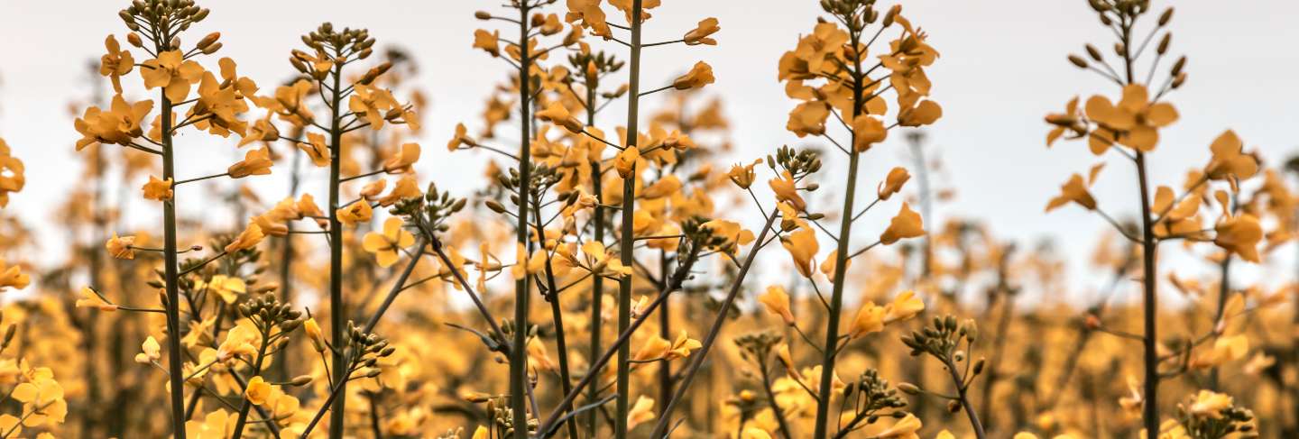 Blooming rapeseed fields photographed in cloudy weather in the villages of denmark