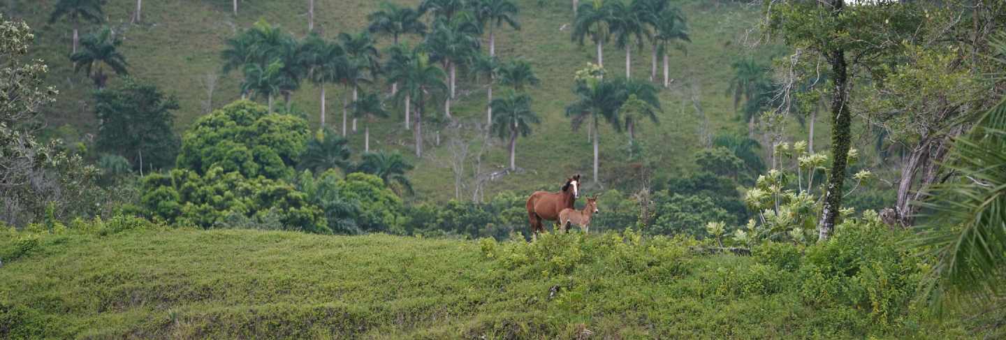 Two horses standing on a grassy hill in distance with trees in the dominican republic
