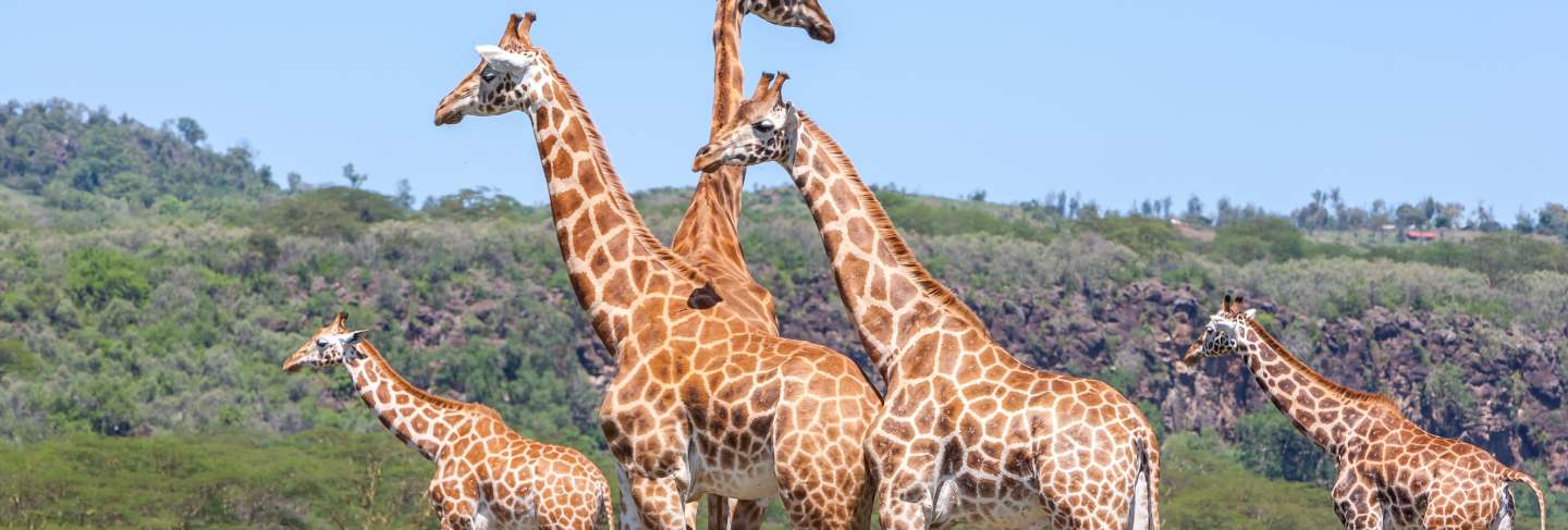 Giraffes herd in savannah
