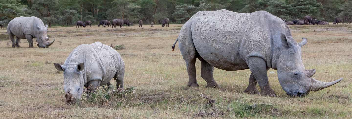 Safari - rhinos on the grass
