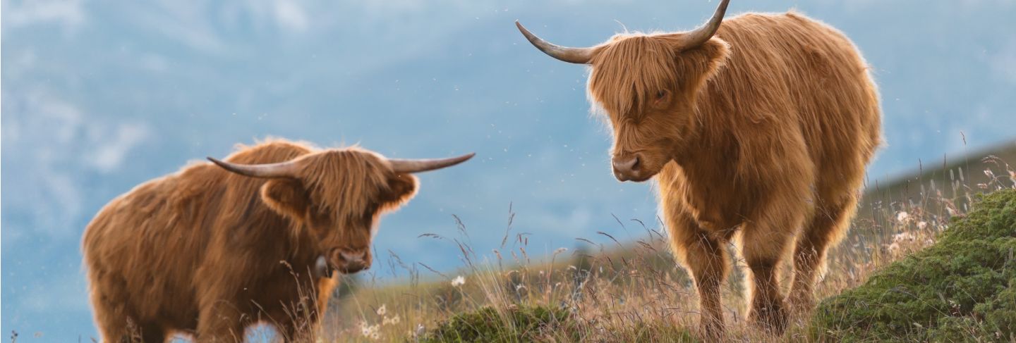 Two highlander - scottish cow on the swiss alps
