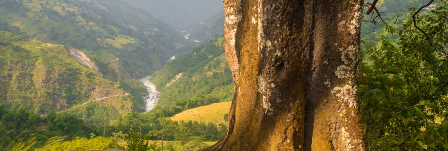 Ancient tree in nepal
