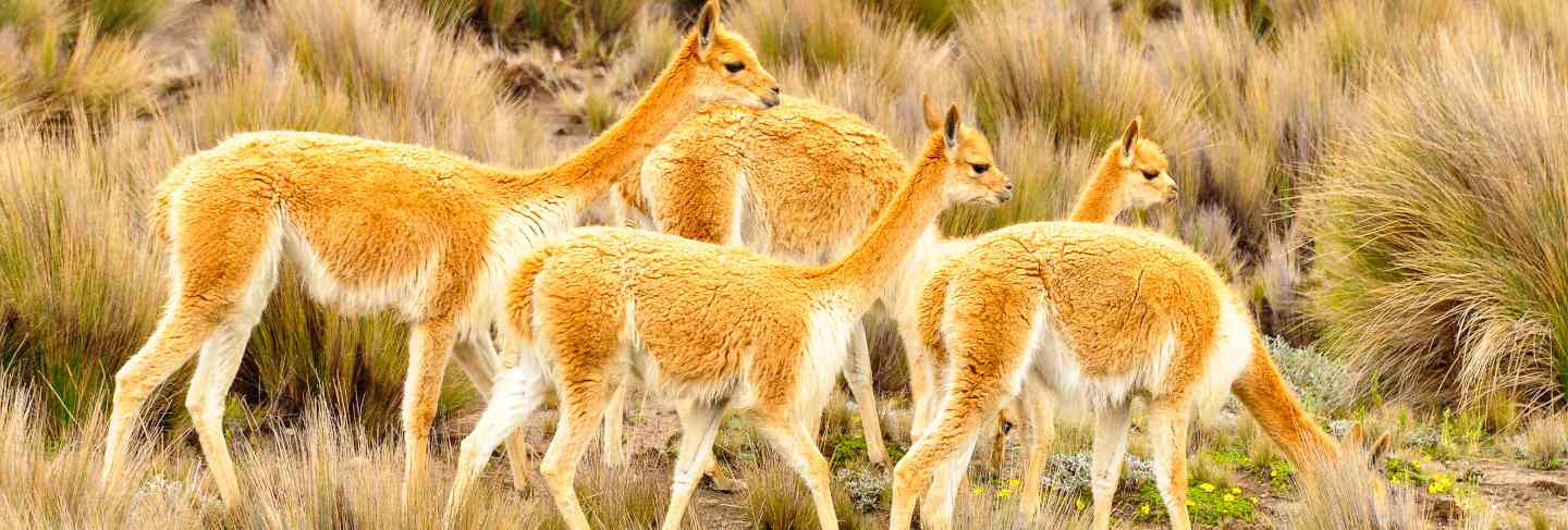 A group of vicunas
