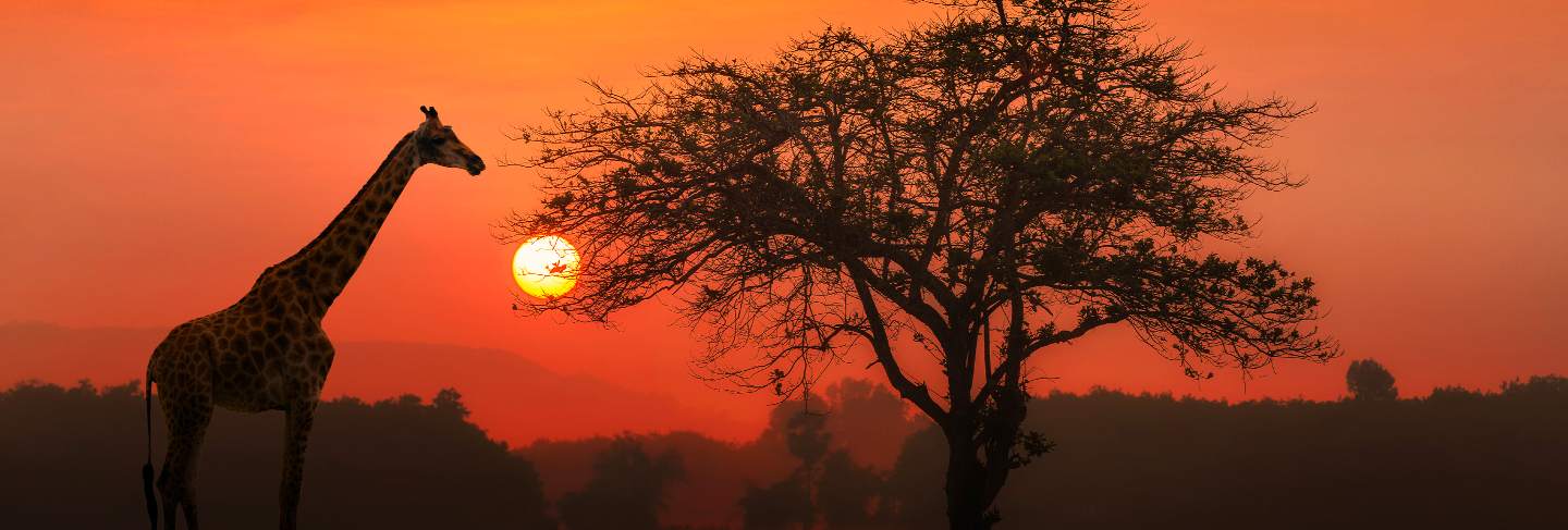 Red sunset with silhouetted african acacia tree and a giraffe.
