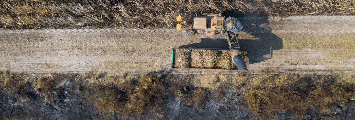 Aerial top view of sugarcane cutters are working outdoors
